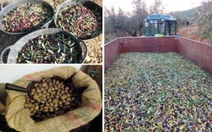 Can Cruset Agroturisme olives i ametlles