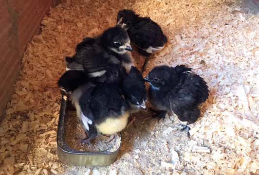 Pollets de raça Penedesenca Negra Autor Aleix Balta IGP Gall del Penedes