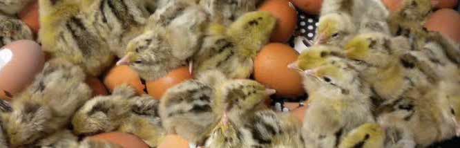 Pollets de raça penedesenca aperdiuada Autor ACRGP IGP Gall del Penedes