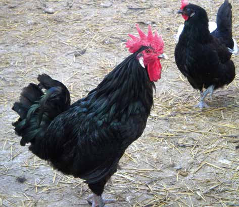 Raça Penedesenca Negra Autor Joan Casellas IGP Gall del Penedes