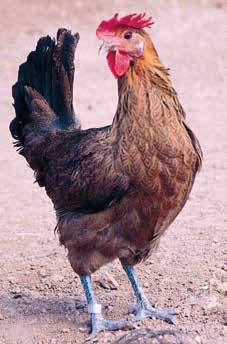 Raça penedesenca aperdiuada Autor Amadeu Fransesch IGP Gall del Penedes