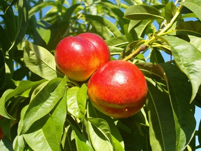 nectarines fruit nature